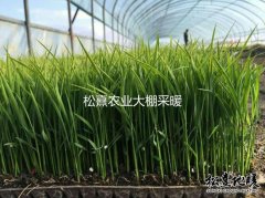 松熹農業大棚采暖